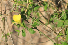 Haplophyton crooksii