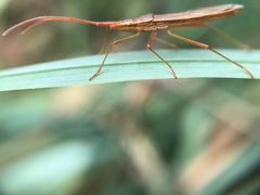 Protenor belfragei