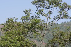 Bridelia micrantha