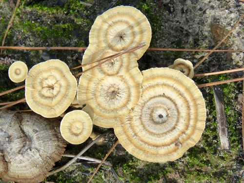 Brown Funnel Polypore