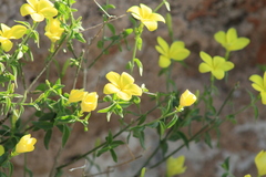 Haplophyton crooksii