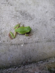 Hyla japonica