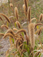Setaria viridis major