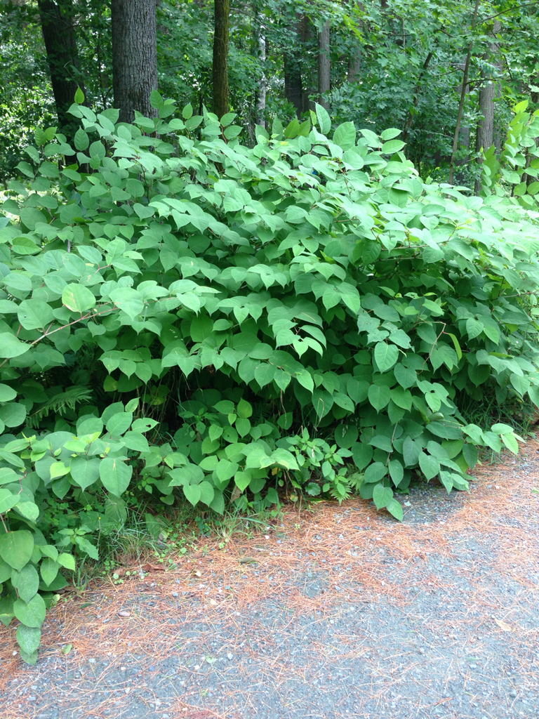 Japanese Knotweed (Noxious Weeds of Colorado) · iNaturalist