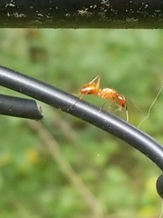 Camponotus castaneus