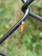 Camponotus castaneus