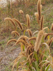 Setaria viridis major