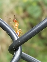 Camponotus castaneus