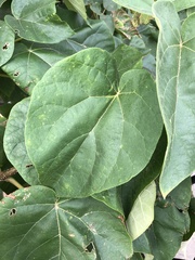 Paulownia tomentosa