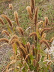 Setaria viridis major
