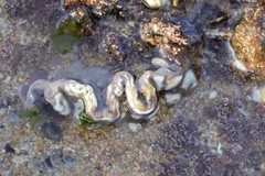 Lithophyllum incrustans