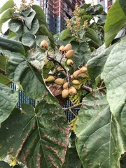Paulownia tomentosa