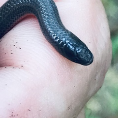 Carphophis amoenus helenae