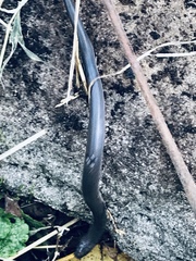 Carphophis amoenus helenae