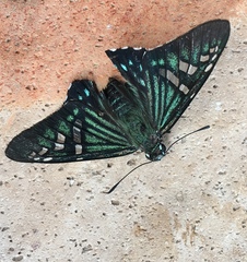 Phocides urania urania