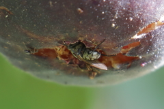 Pollenia rudis