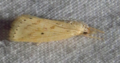 Diatraea lisetta