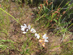 Ixia versicolor
