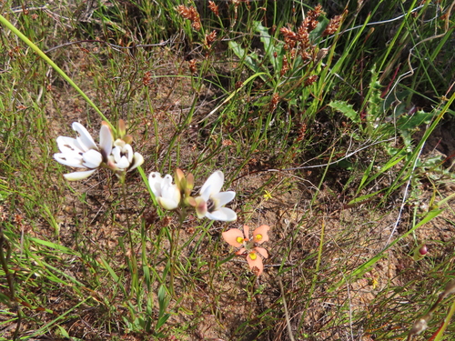 Image of Ixia versicolor by (c) linkie, some rights reserved (CC BY)