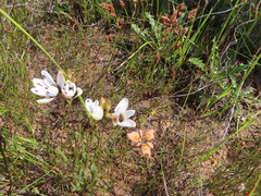 Ixia versicolor