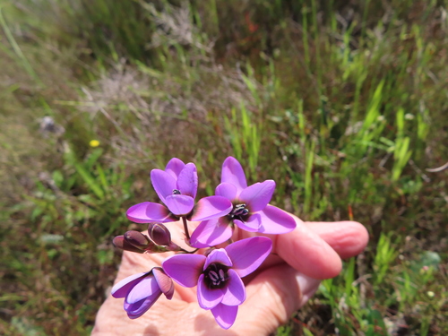 Image of Ixia versicolor by (c) linkie, some rights reserved (CC BY)