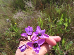 Ixia versicolor