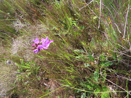 Image of Ixia versicolor by (c) linkie, some rights reserved (CC BY)