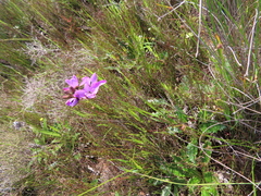 Ixia versicolor