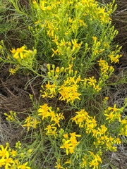 Senecio blochmaniae