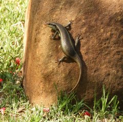 Trachylepis wahlbergii