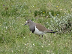 Vanellus melanopterus