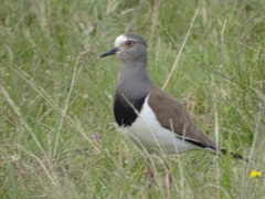 Vanellus melanopterus
