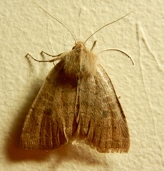 Epiglaea decliva