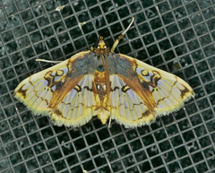 Compacta hirtalis