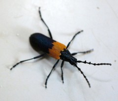 Desmocerus palliatus