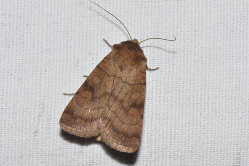 Six-striped Rustic