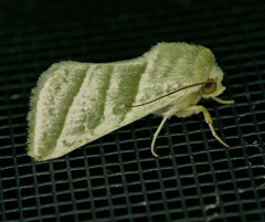 Chloridea subflexa
