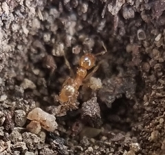 Pheidole tysoni