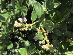 Ceanothus griseus