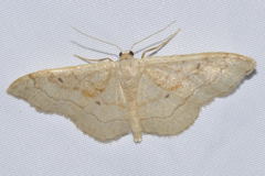 Idaea rubraria