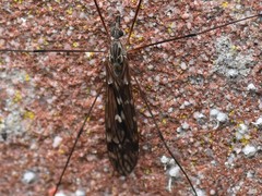Tipula confusa