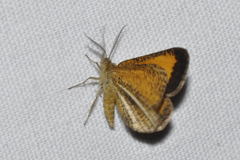 Isturgia limbaria