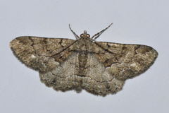 Peribatodes ilicaria