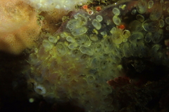 Clavelinidae