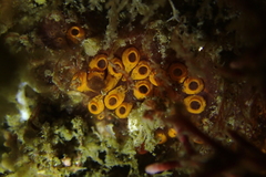 Botrylloides diegensis