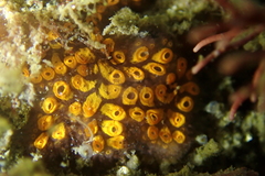 Botrylloides diegensis