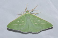 Thetidia smaragdaria