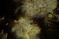 Clavelinidae