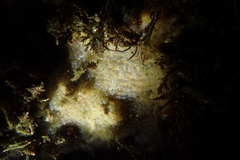 Clavelinidae