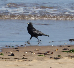 Corvus corone corone